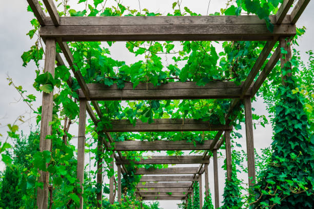 istock a wooden structure surrounded by leaves. wood surrounded by ivy 1403835613