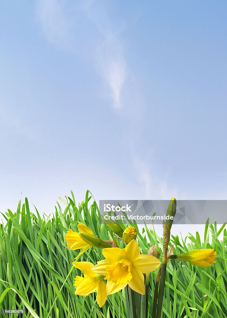 Daffodils - Royalty-free Cabeça de Flor Foto de stock