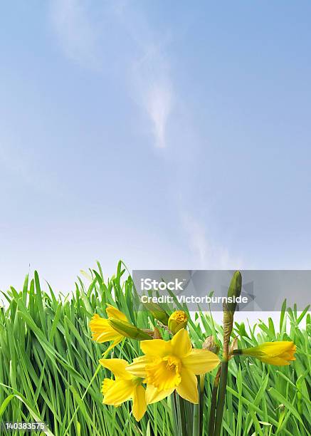 Daffodils - Fotografias de stock e mais imagens de Cabeça de Flor - Cabeça de Flor, Caule de planta, Crescimento
