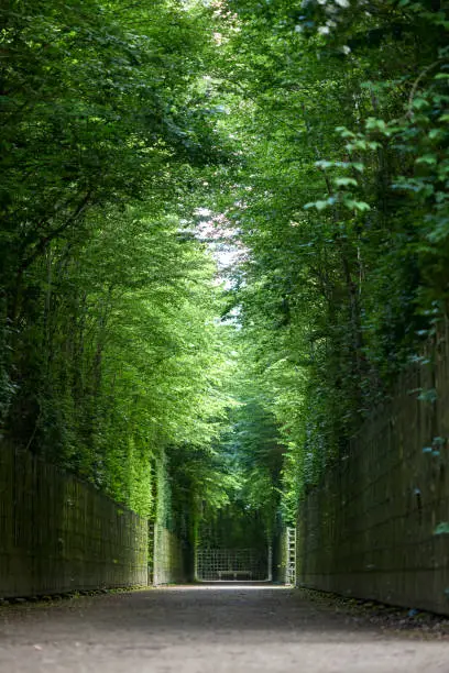 Alley through the gardens of Versailles during summer