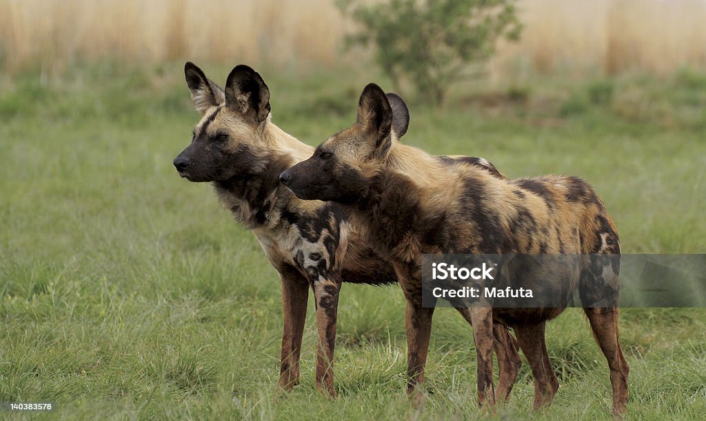 Dois cães selvagens africanos em guarda - Foto de stock de Cão Selvagem Africano royalty-free