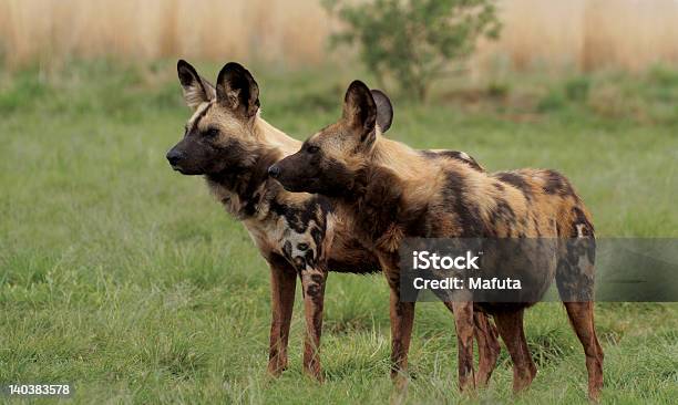Foto de Dois Cães Selvagens Africanos Em Guarda e mais fotos de stock de Cão Selvagem Africano - Cão Selvagem Africano, Animais de Safári, Animais em Extinção