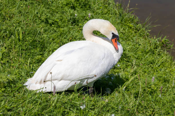 istock A mute swan, Cygnus olor 1403835824