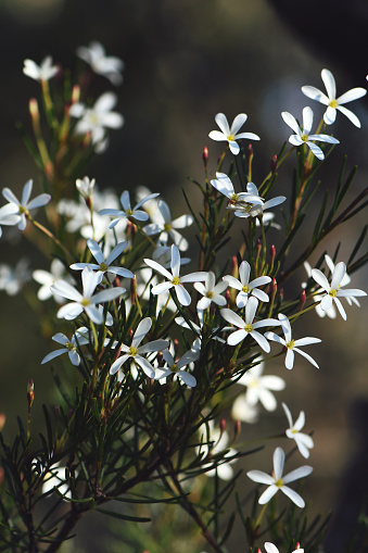 White flowers of the Australian native Wedding Bush, Ricinocarpos pinifolius, family Euphorbiaceae, growing in Sydney woodland on coastal sandy soils. Winter to spring flowering