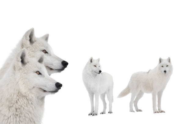 istock portraits of polar wolves isolated on white background 1403837357