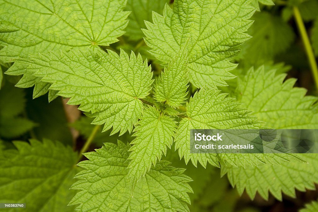 nettle leaves close-up stinging nettle leaves close-up Close-up Stock Photo