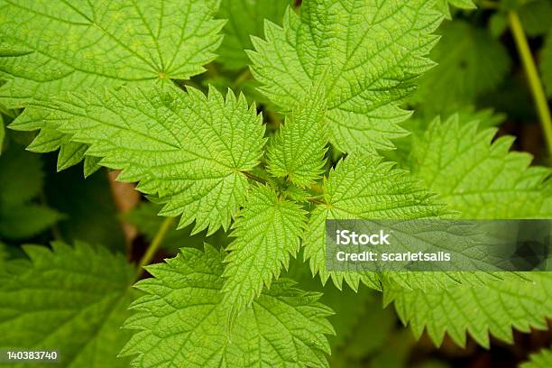 Nettle Leaves Closeup Stock Photo - Download Image Now - Close-up, Extreme Close-Up, Green Color