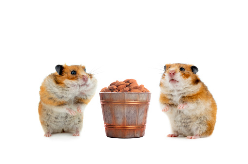 hamster standing on its hind legs isolated on white background