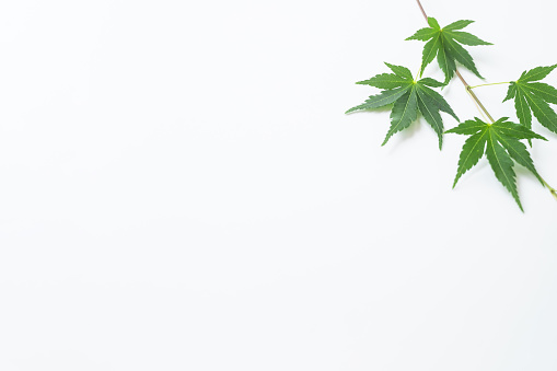 Green maple, summer, white background, Japanese style