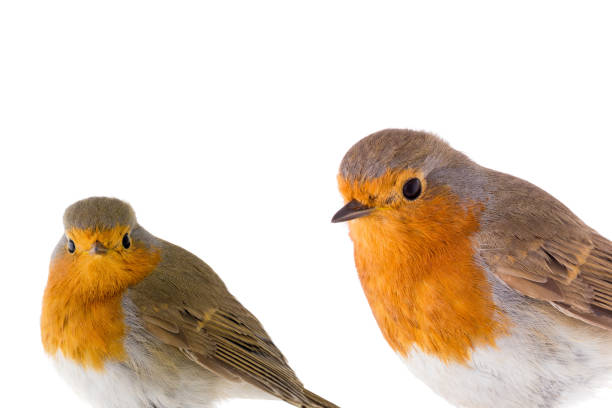 istock portrait european robins (Erithacus rubecula) on a branch 1403837649