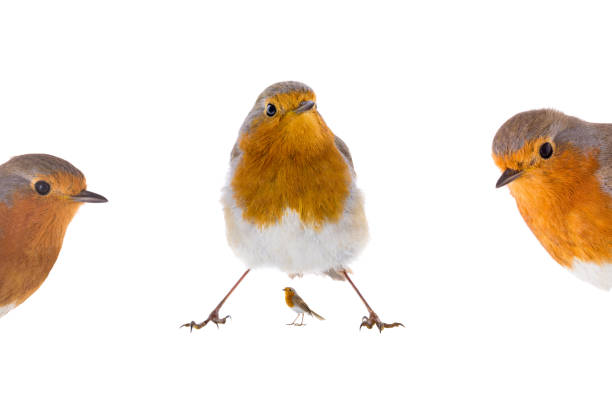 Robin (Erithacus rubecula), spain