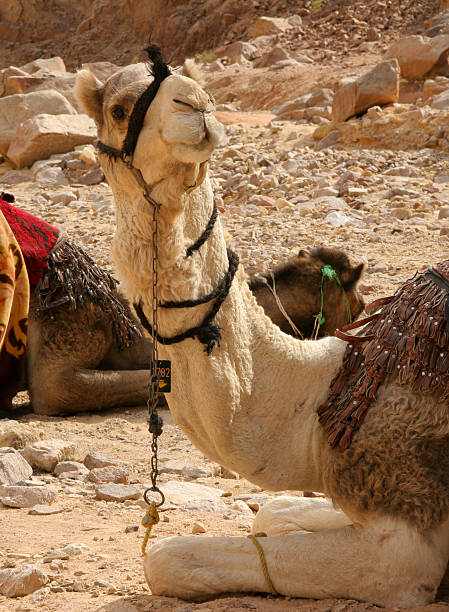 bedouine camel in sinao stock photo