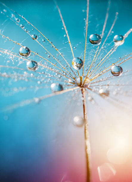 favoloso grande ombrello di tarassaco con gocce di rugiada - dandelion water dandelion seed dew foto e immagini stock