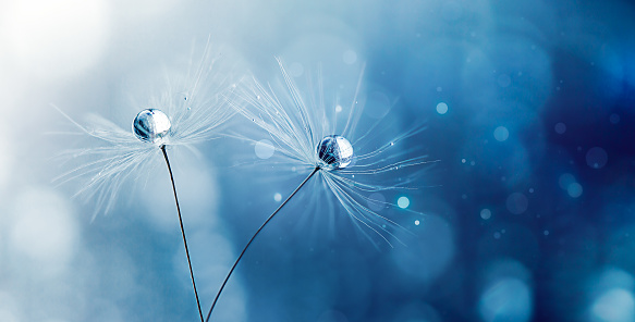 two dandelion umbrellas on a blue background with defocusing and floating particles