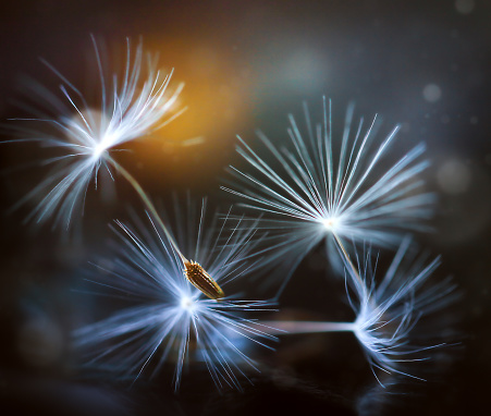 dandelion umbrellas with backlight on a black background