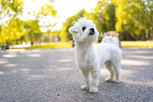 Maltese dog enjoying beautiful summer day at public park