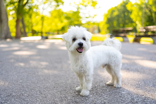 Cute little Maltese dog in public park on sunny summer day