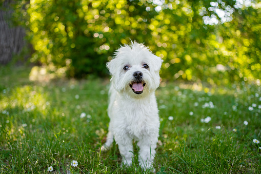 Maltese dog at enjoying beautiful day at city park