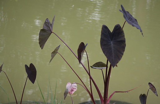Colocasia esculenta Black Magic  growth in the pond