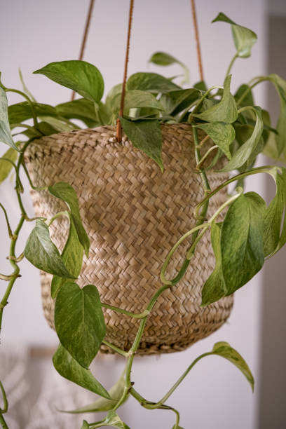 Epipremnum in a natural pot
