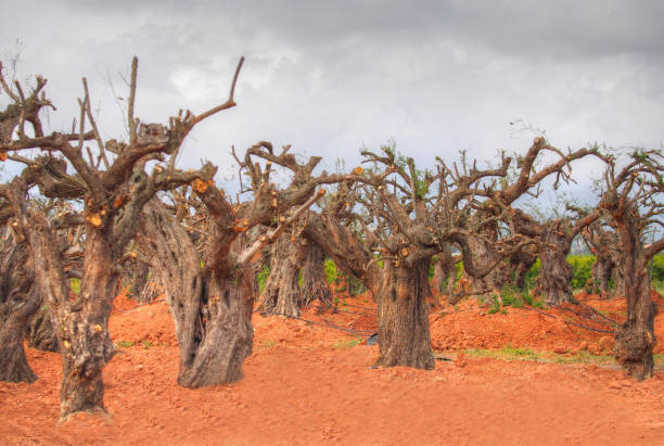 istock Mediterranean olive field with old olive tree ready for harvest 1403841295