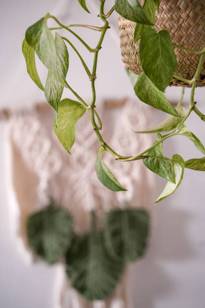 istock Epipremnum in a natural pot 1403841303