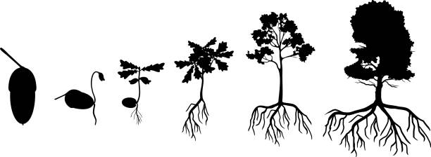 Black silhouette of life cycle of oak tree. Growth stages from acorn and sprout to old tree with root system isolated on white background Black silhouette of life cycle of oak tree. Growth stages from acorn and sprout to old tree with root system isolated on white background old oak tree stock illustrations