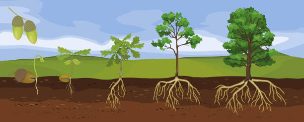 Summer landscape with life cycle of oak tree. Growth stages from acorn and sprout to old tree with root system Summer landscape with life cycle of oak tree. Growth stages from acorn and sprout to old tree with root system old oak tree stock illustrations