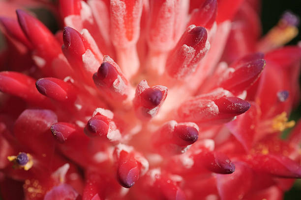 istock Close-Up of an unusual red flower 140384213