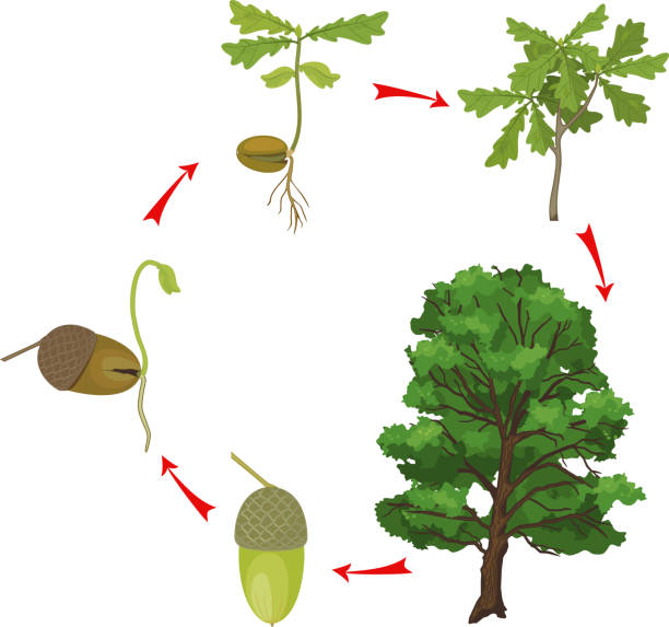 Life cycle of oak tree. Growth stages from acorn and sprout to old tree isolated on white background Life cycle of oak tree. Growth stages from acorn and sprout to old tree isolated on white background old oak tree stock illustrations