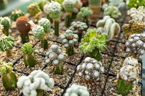 Cacti plants in botanic garden