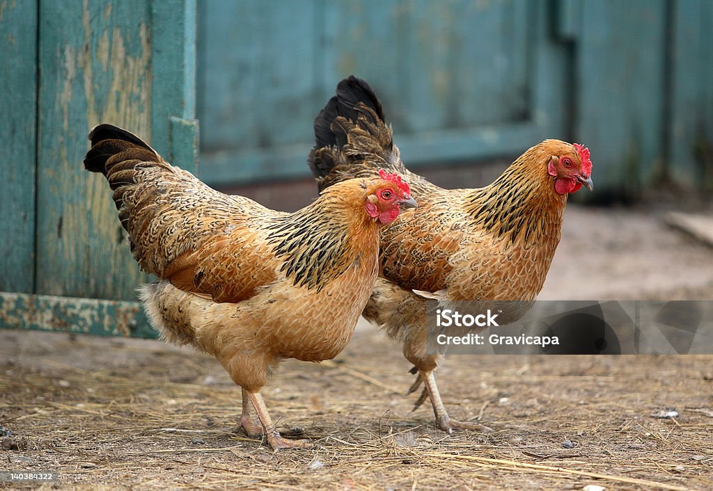 Dos hens - Foto de stock de Agricultura libre de derechos