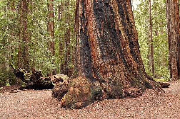 Base di un albero di redwood - foto stock
