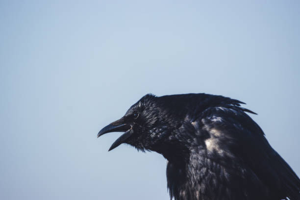 istock Portrait of a raven on a branch 1403844406