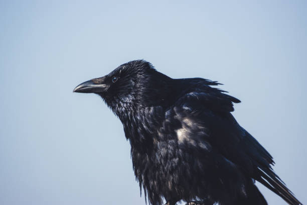 istock Portrait of a raven on a branch 1403844441