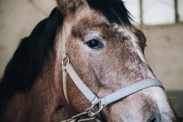 istock Brown horse close up 1403844572