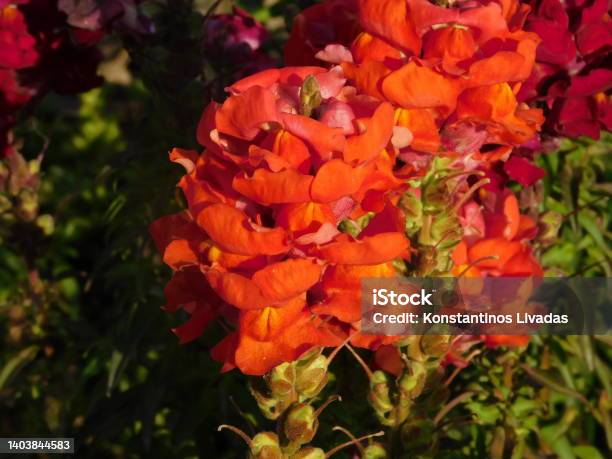 Orange Flowers Stock Photo - Download Image Now - Beauty, Blossom, Cheerful