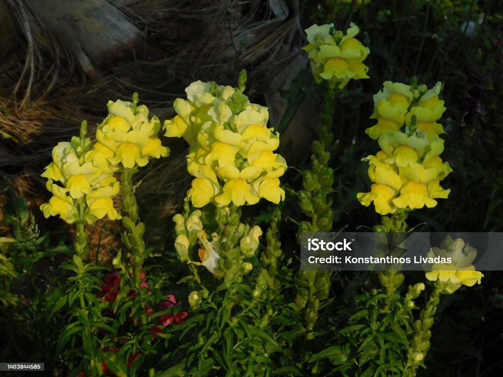 Yellow flowers Snapdragon, or Antirrhinum majus, flowers, at Varkiza, Athens, Greece Beauty Stock Photo