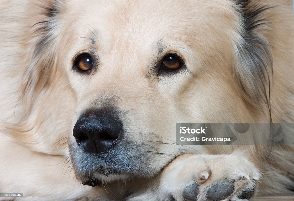 La personne de race blanche mouton chien - Photo de Amour libre de droits