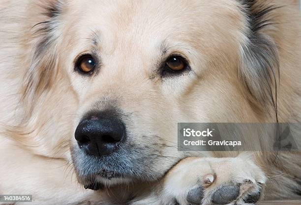 이 백인종 시프경견 가축에 대한 스톡 사진 및 기타 이미지 - 가축, 강아지-어린 동물, 개