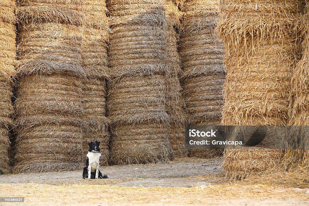 Il cane proteggere un lino - Foto stock royalty-free di Affamato