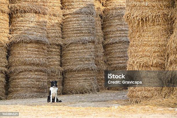 O Cão Proteger Um Linho - Fotografias de stock e mais imagens de Agricultura - Agricultura, Amor, Animal