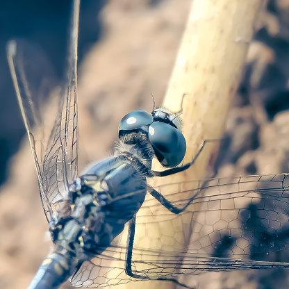 Portrait of Blow Fly on blue