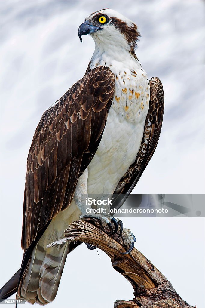 White-bodied osprey with brown wings and yellow eye on perch Osprey perched on branch Osprey Stock Photo