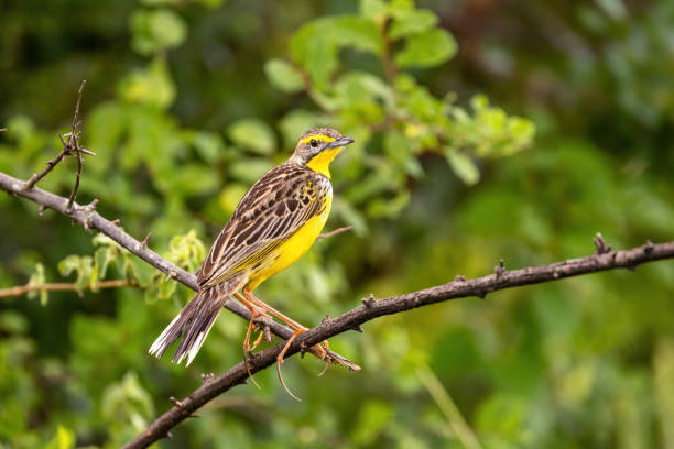 istock A yellow-throated longclaw, macronyx croceus, perched on a tree in Queen Elizabeth National Park, Uganda. 1403847919
