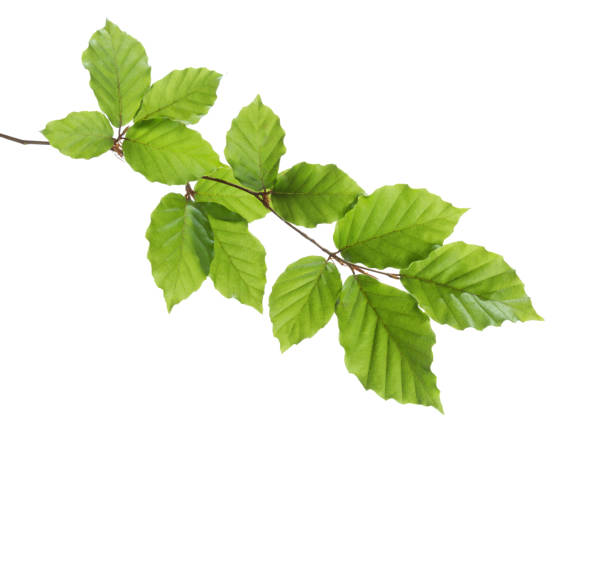 istock Beech branch with fresh green leaves isolated on white background. Selective focus 1403848023
