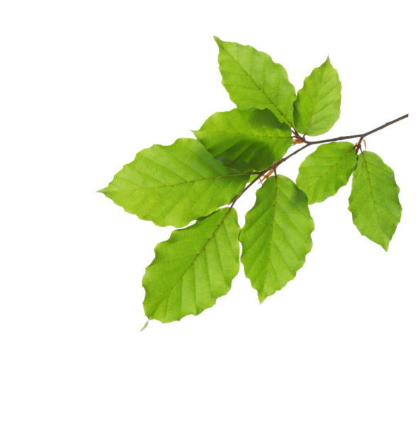 istock Small Beech branch with fresh green leaves isolated on white background. 1403848025