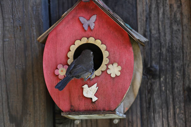 istock The house wren - Troglodytes aedon 1403848072