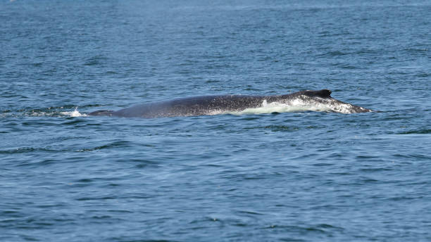 istock Humpback Whale - Megaptera novaeangliae 1403848087