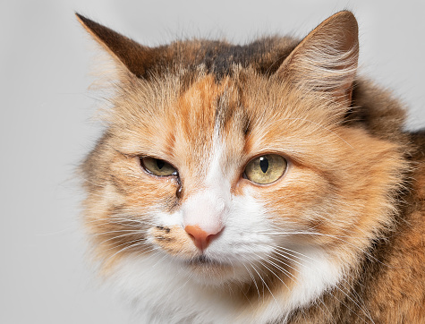 A cute domestic tabby kitten with a white chest looks sadly at the camera. Portrait of a beautiful striped young cat waiting for its owner. Fidelity and friendship concept.